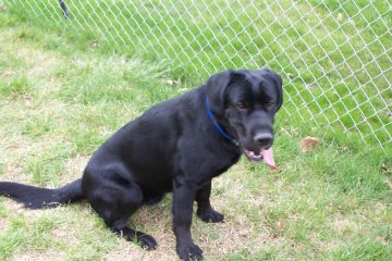 Picture of my dog Casey sitting in our yard