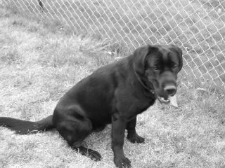 Casey in grayscale
