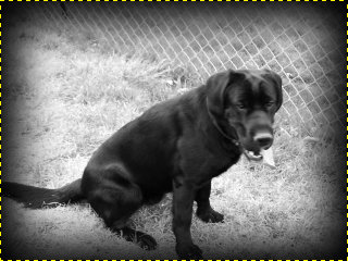 Casey picture with a dark blurry border around the edge