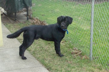 My dog Casey in our back yard