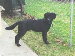 Much smaller image of Casey