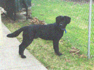 Noisy picture scaled back up