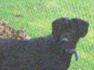 Very grainy closue up look at Casey